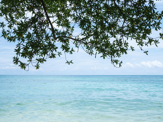 Beach sea scenic view with tree leaves on top