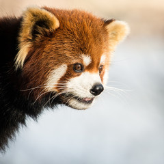Red Panda IV