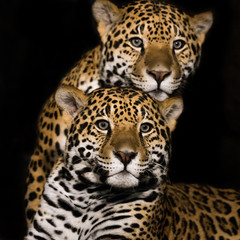 Fototapeta na wymiar Jaguar Pair II