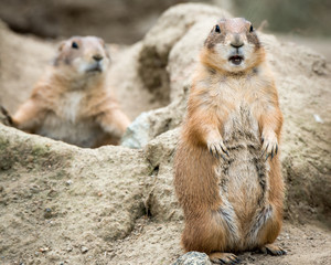 Prairie Dog III