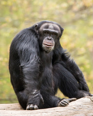 Naklejka premium Chimpanzee IV