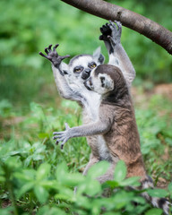 Baby Ring-Tailed Lemurs