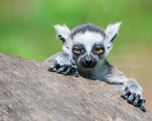 Obraz premium Baby Ring-Tailed Lemur