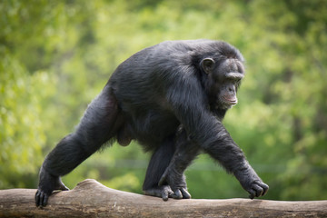 Chimpanzee XIV