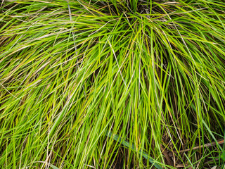 Cogon grass; fresh and green