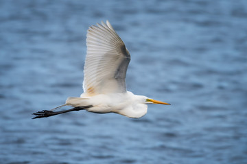 Great Egret III