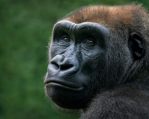 Fototapeta premium Western Lowland Gorilla VIII