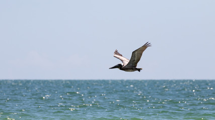 Fototapeta na wymiar Brown Pelican Flying, J.N. ''Ding'' Darling National Wildlife Re