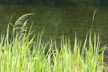Marsh grass sedge, natural background