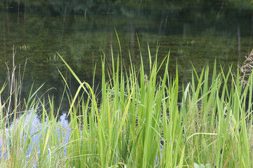 Marsh grass sedge, natural background