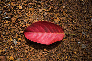 image of red leaf fall on the ground in warm tone, sadness and lonely feeling tone on cross process of red and brown colors and vignetting