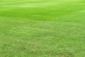 green grass field