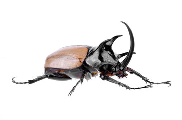 Yellow five-horned beetle