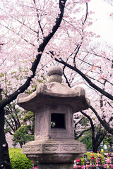Cherry Blossoms at Zojoji Temple, Tokyo, Japan.