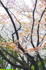 Cherry Blossoms at Zojoji Temple, Tokyo, Japan.