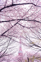 Tokyo Tower with Cherry Blossoms Surrounded located at Zojoji Temple, Tokyo, Japan
