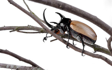 Yellow five-horned beetle