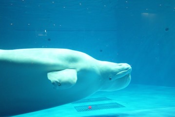 白イルカ