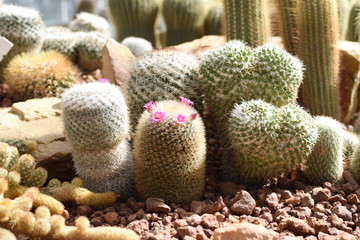 Naklejka na ściany i meble Pink cactus flower