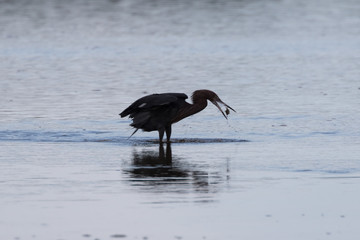 Reddish Egret Foraging, J.N. ''Ding'' Darling National Wildlife