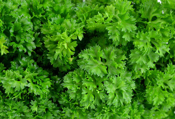 parsley  background