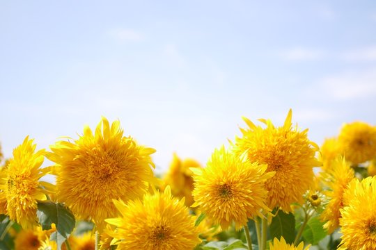 14 Best 八重ひまわり Images Stock Photos Vectors Adobe Stock