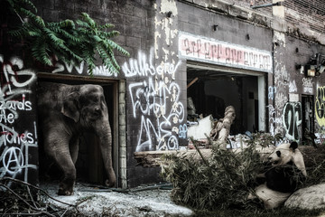 Elephant and Giant Panda Industrial Ruins. An elephant and giant panda on the grounds of an abandoned industrial complex.