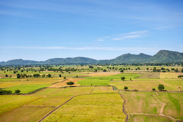 Fototapeta premium Dry rice trees with some big trees at the rice farm and mountain with blue sky in background