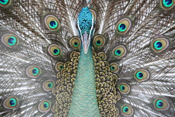 Obraz premium Mosquitoes spread tail-feathers of birds