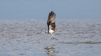 Osprey Flying, J.N. ''Ding'' Darling National Wildlife Refuge, S