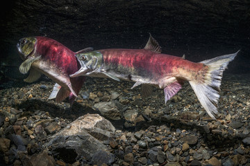 Female sockeye salmon attacks another female