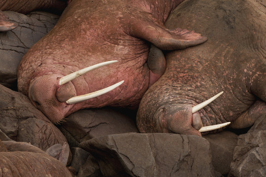 Pacific walrus males resting side-by-side