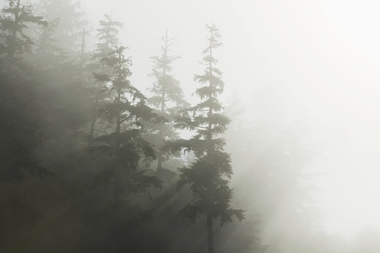 Morning suns rays break through the fog and mist, Tongass National Forest, Inside Passage, Alaska