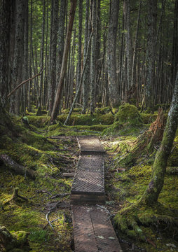 Haystack boardwalk trail through the rainforest oustide of Cordova, Southcentral Alaska; Alaska, United States of America