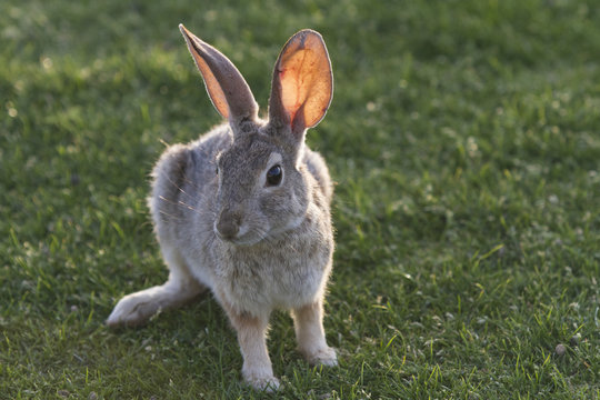 A cottontail rabbit in southern California in April, 2013. West Coast of America. Spring.