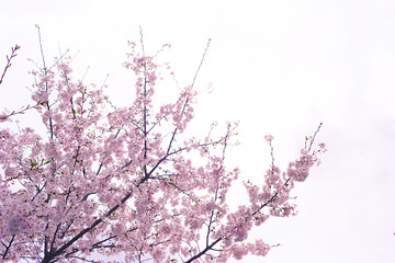 Cherry blossoms at Zojoji Temple, Tokyo, Japan.