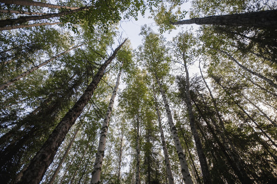 Skyward view of tree canopy, Chena Lake Recreation Area, Interior Alaska