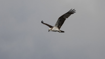 Fototapeta na wymiar Osprey Flying, J.N. ''Ding'' Darling National Wildlife Refuge, S