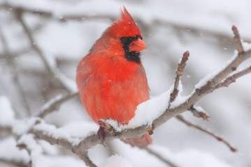 Cardinal In Snow