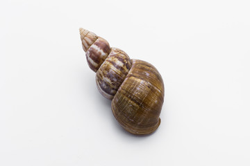shell isolated on white background