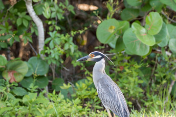 Naklejka premium Yellow-Crowned Night-Heron, J.N. ''Ding'' Darling National Wildl
