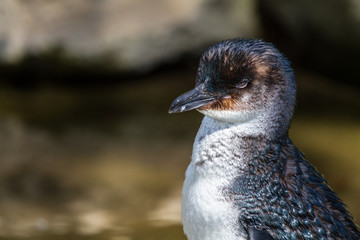 Penguin