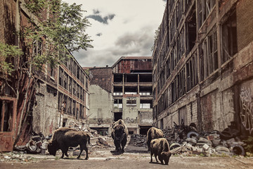 Bison in Industrial Ruins. Small herd of bison grazing in industrial ruins.