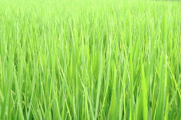 朝露と稲穂