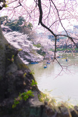 Obraz na płótnie Canvas Cherry Blossoms in Chidorigafuchi Park, Tokyo, Japan.