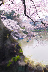 Cherry Blossoms in Chidorigafuchi Park, Tokyo, Japan.