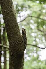 Brown lizard standing on a tree.