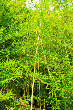 the green heavy bamboo grove / A view of the green heavy bamboo grove in korea 
