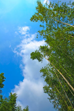 the green bamboo grove, blue sky & cloud /