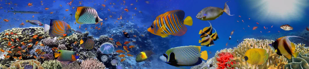 Foto op Plexiglas Donkerblauw Zee koralen. Panorama